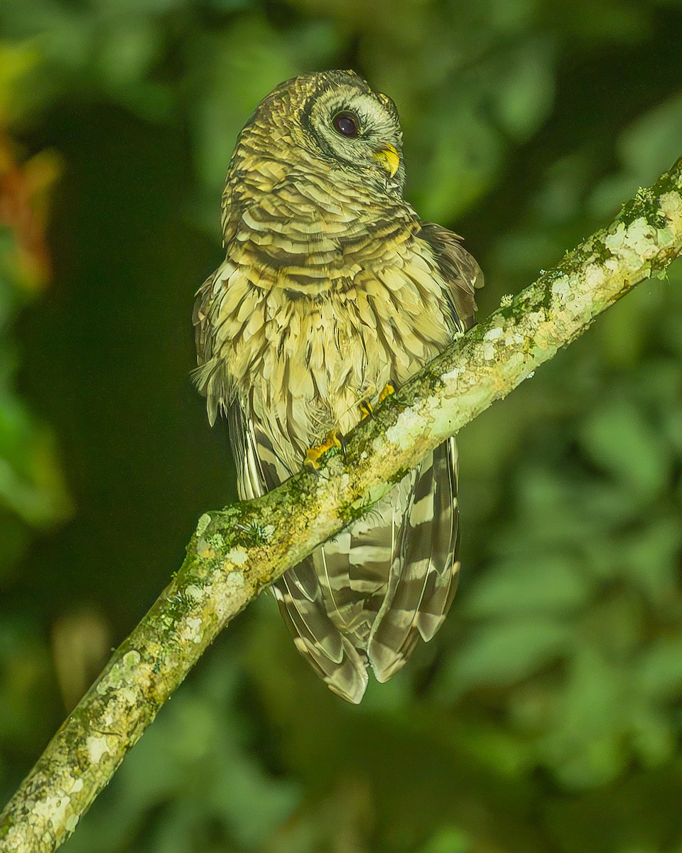 Fulvous Owl - ML645212740