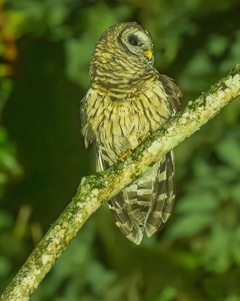 Fulvous Owl - ML645212742