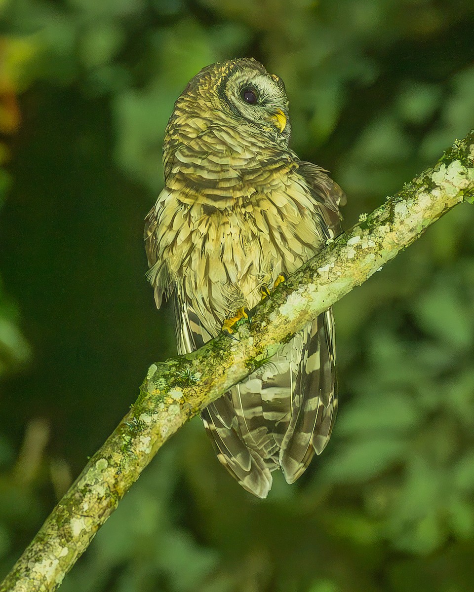 Fulvous Owl - ML645212743