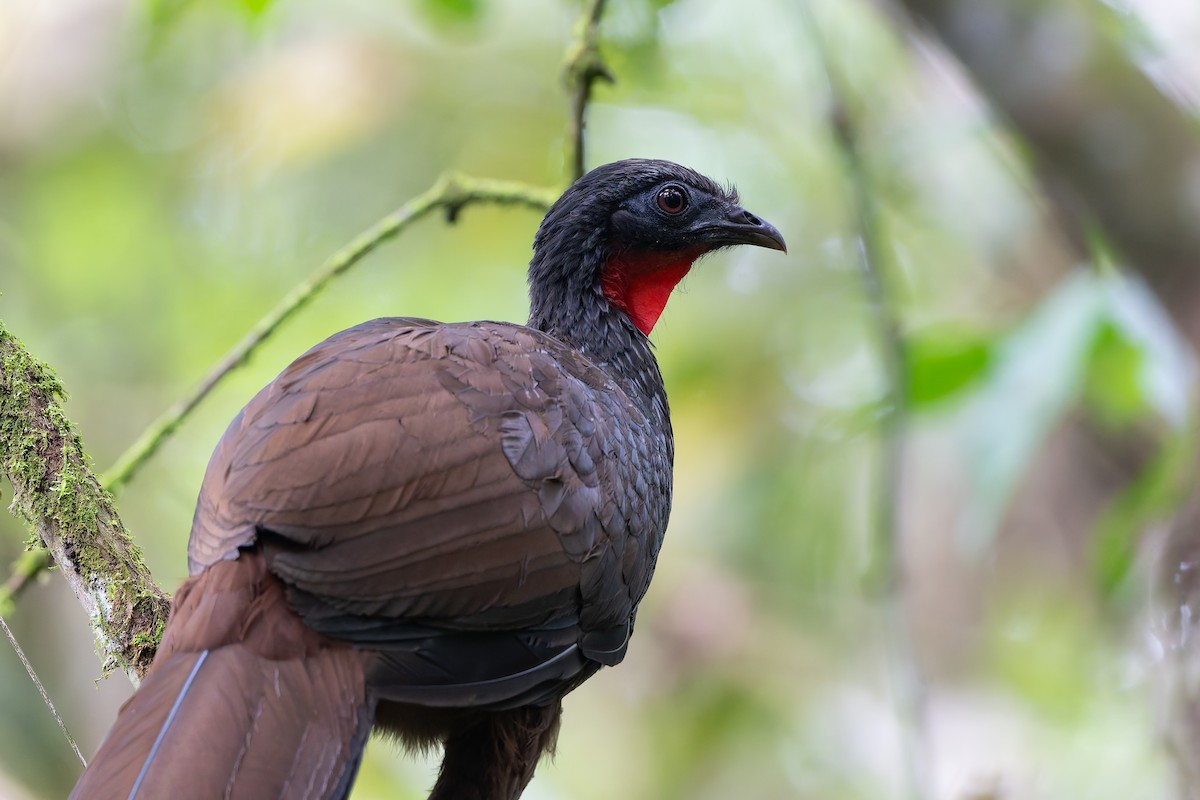 Pénélope du Cauca - ML645212744