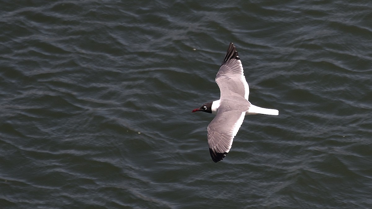 Ацтекская чайка - ML645212753