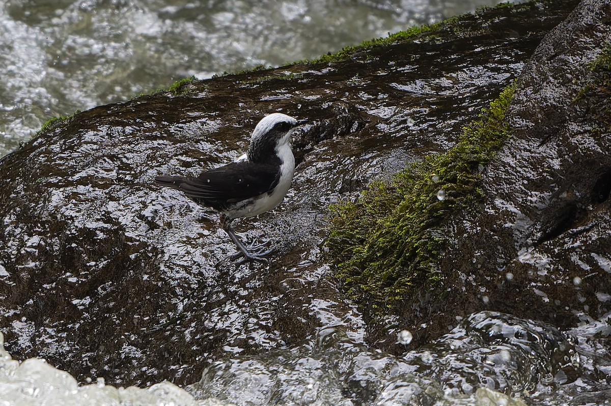 White-capped Dipper - ML645212758