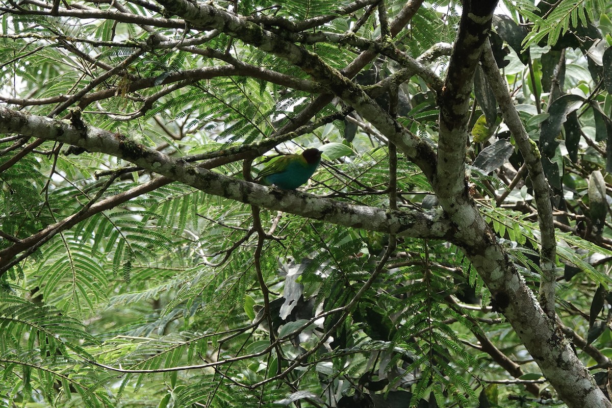 Tangara Cabecibaya - ML645212767