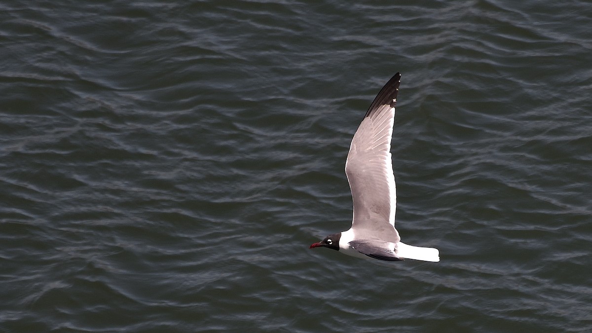 Ацтекская чайка - ML645212779