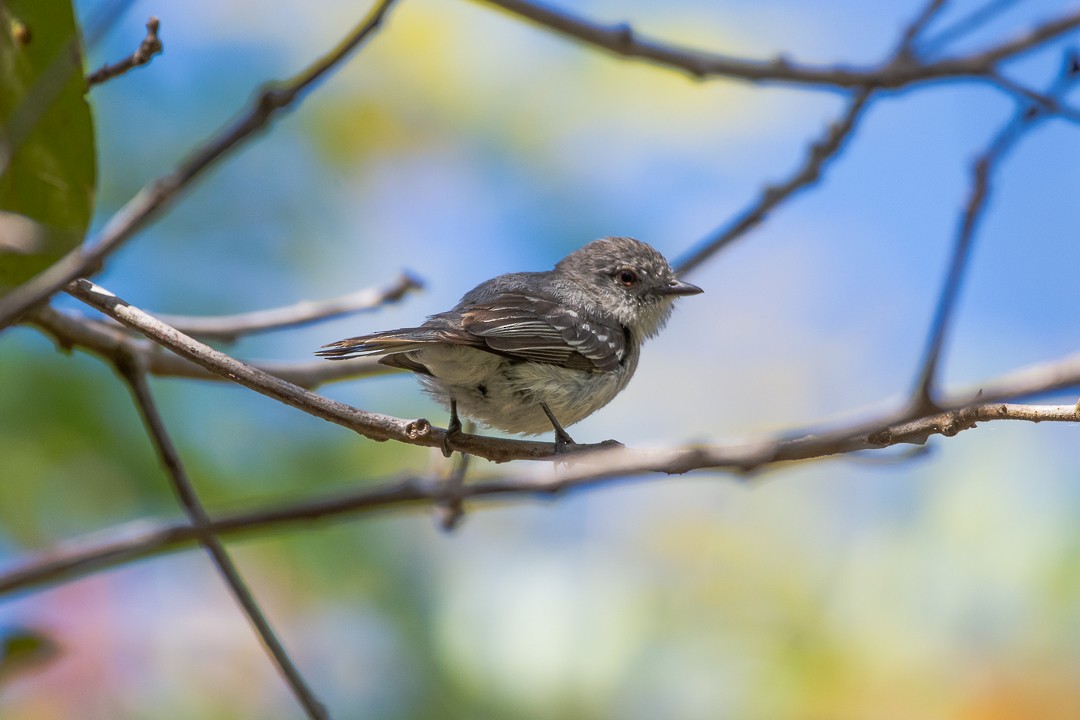 Gray-headed Elaenia - ML645212785