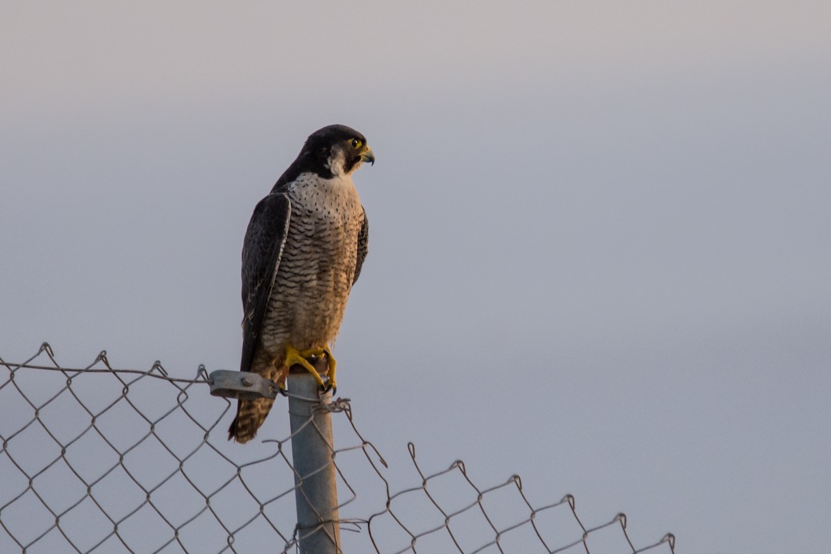 Peregrine Falcon - ML645212788