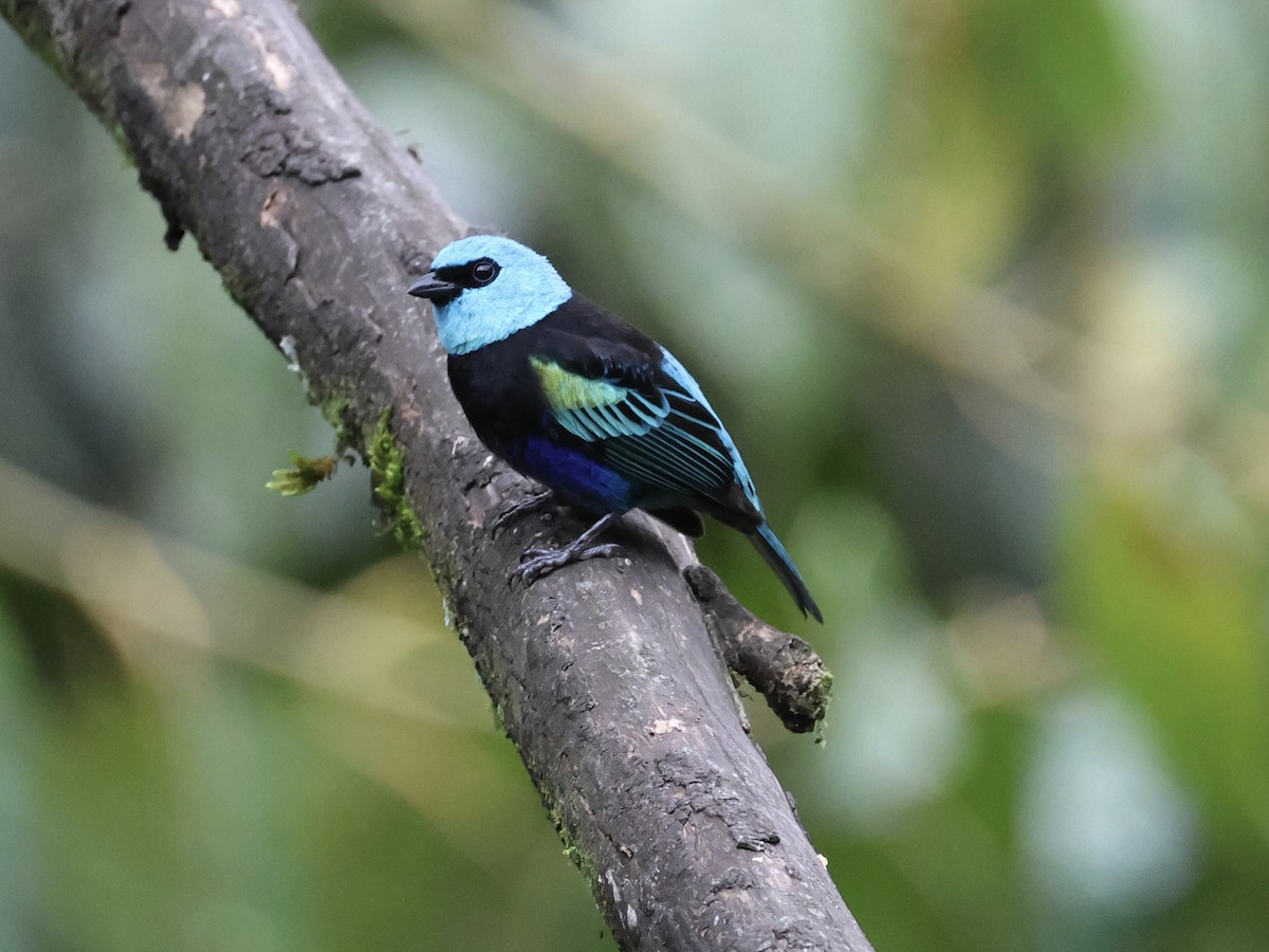 Blue-necked Tanager - ML645212790