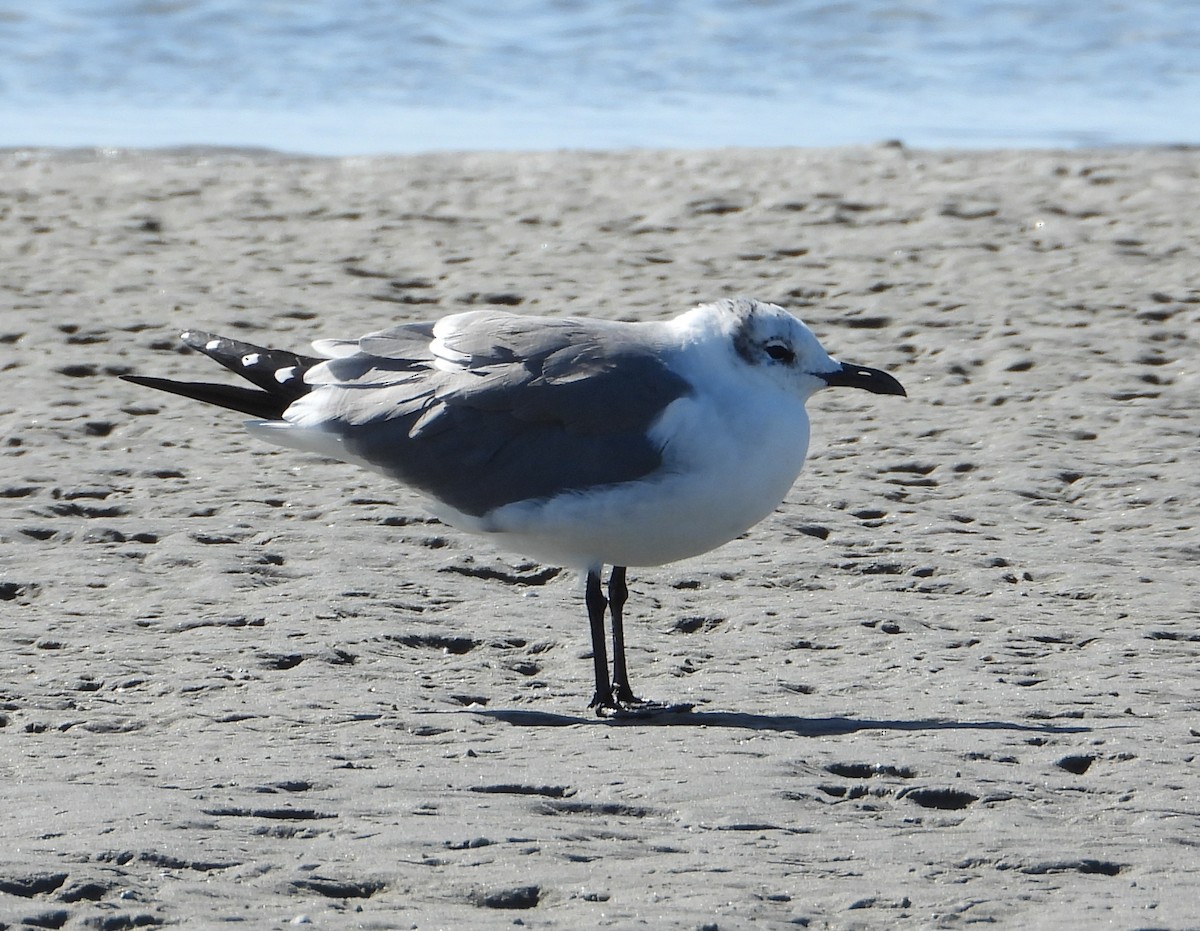 Ацтекская чайка - ML645212791