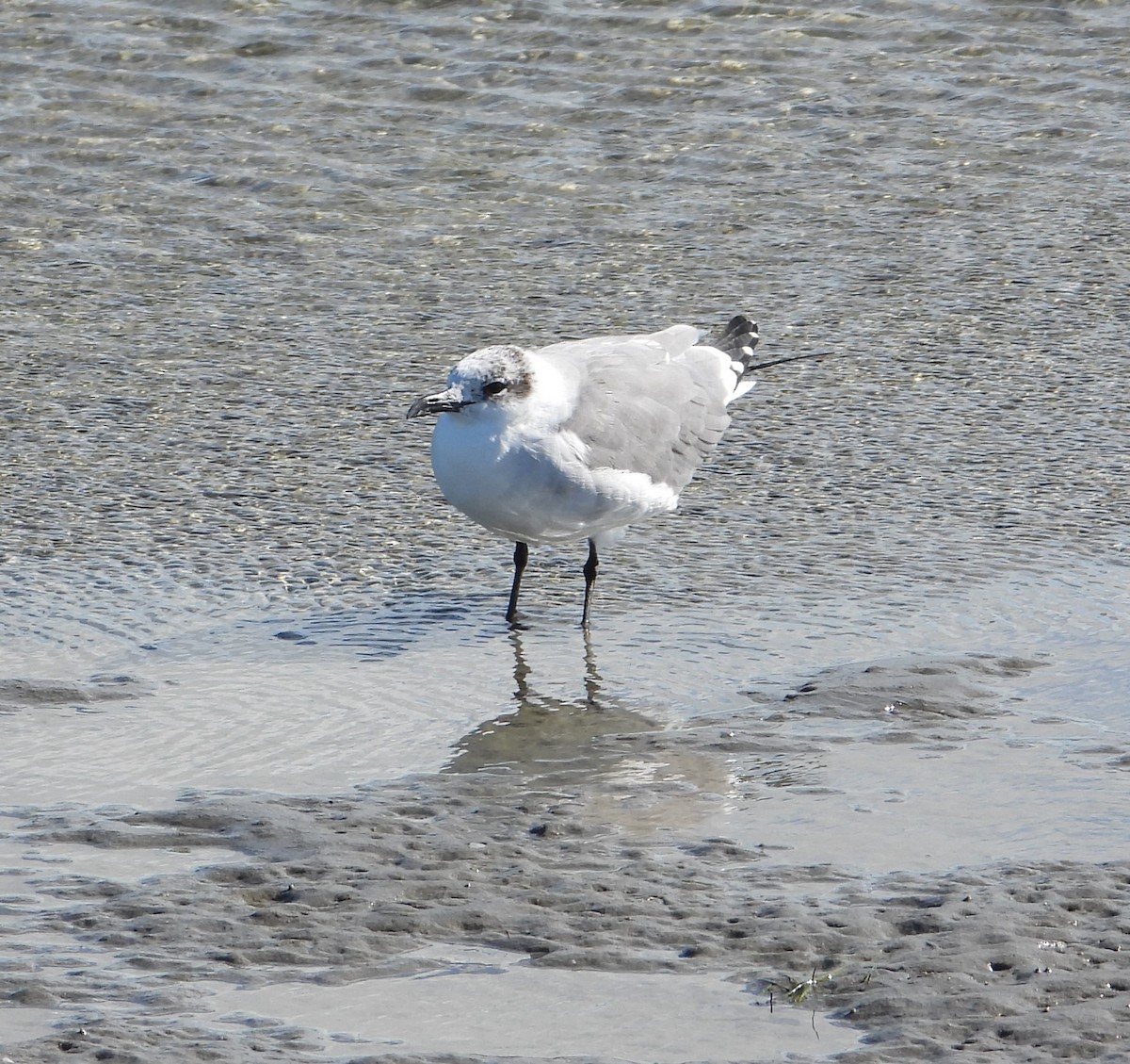 Ацтекская чайка - ML645212792