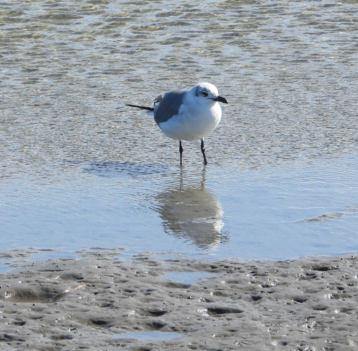 Ацтекская чайка - ML645212793
