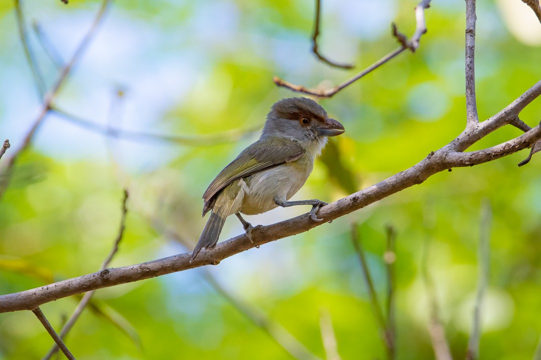 Віреон рудобровий - ML645212795