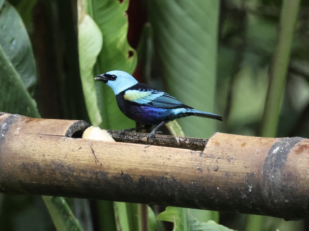 Blue-necked Tanager - ML645212796