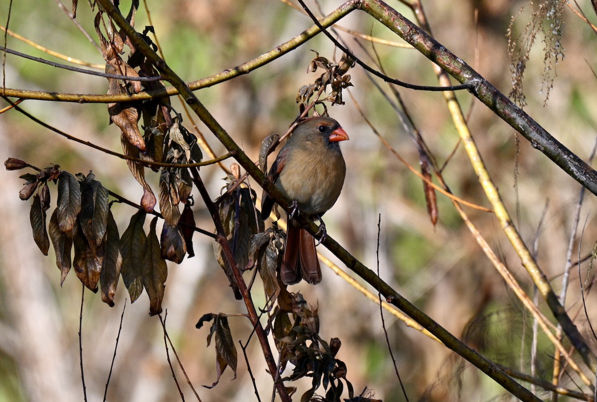 Красный кардинал - ML645212798