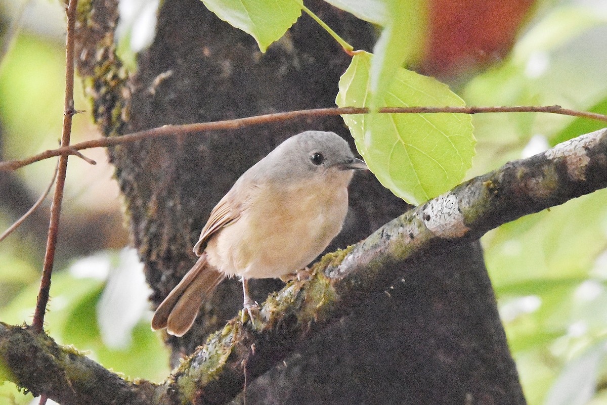 Brown-cheeked Fulvetta - ML645212799