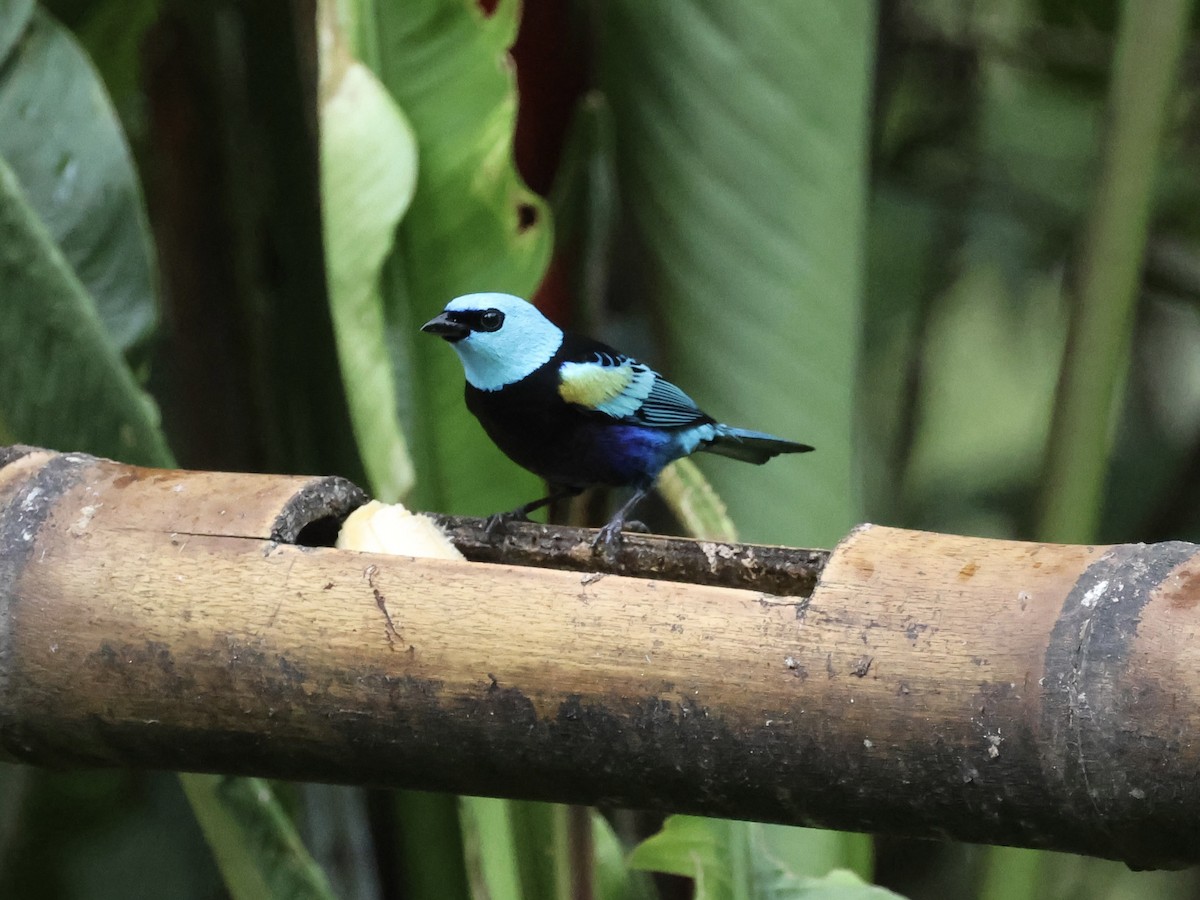 Blue-necked Tanager - ML645212800