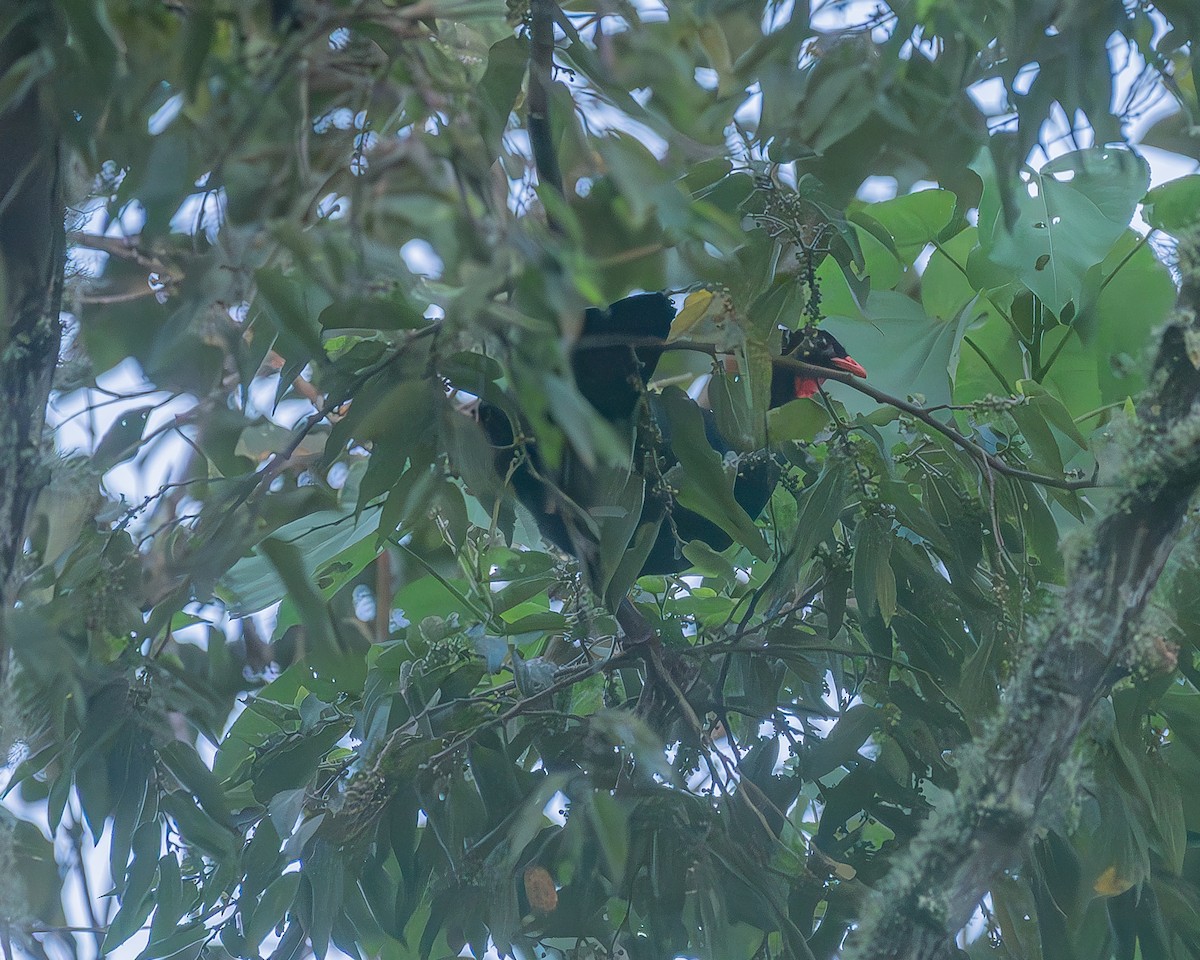 Highland Guan - ML645212808