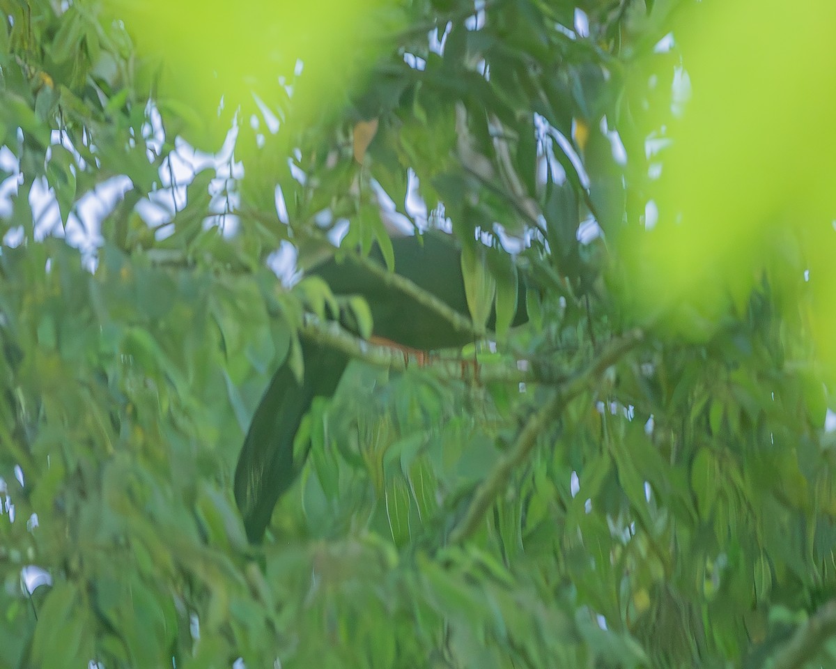 Highland Guan - ML645212809