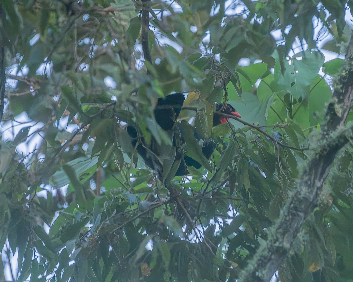 Highland Guan - ML645212810