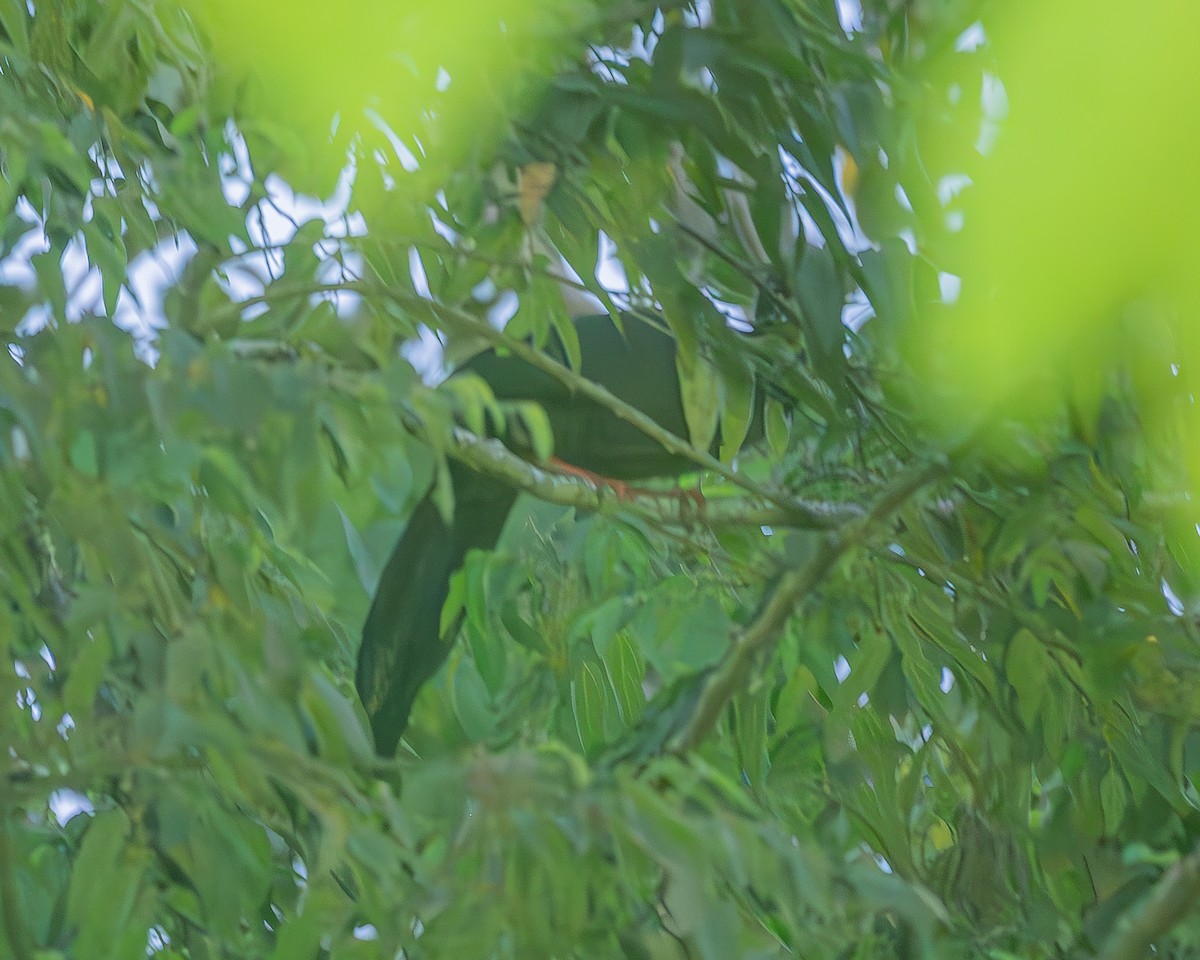 Highland Guan - ML645212811