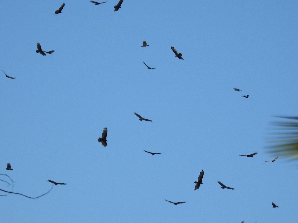Turkey Vulture - ML645212815