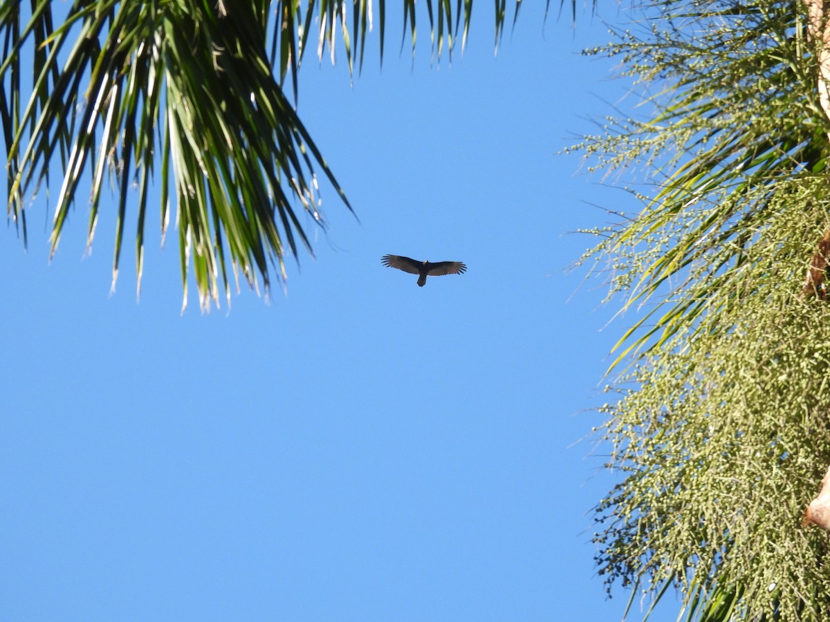 Turkey Vulture - ML645212816
