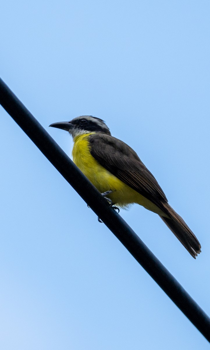 Boat-billed Flycatcher - ML645212837