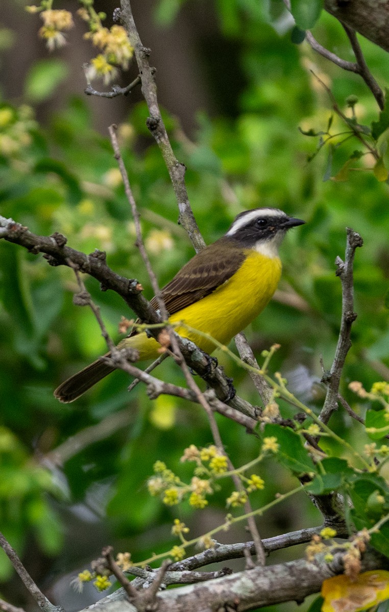 Social Flycatcher - ML645212848