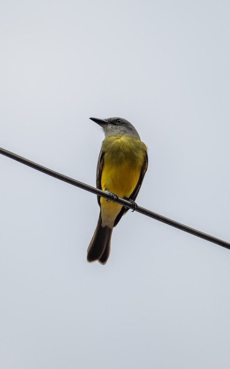 Tropical Kingbird - ML645212852