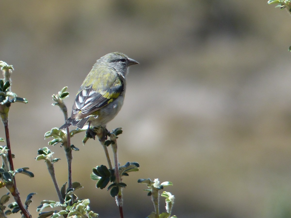 Hooded Siskin - ML645212857