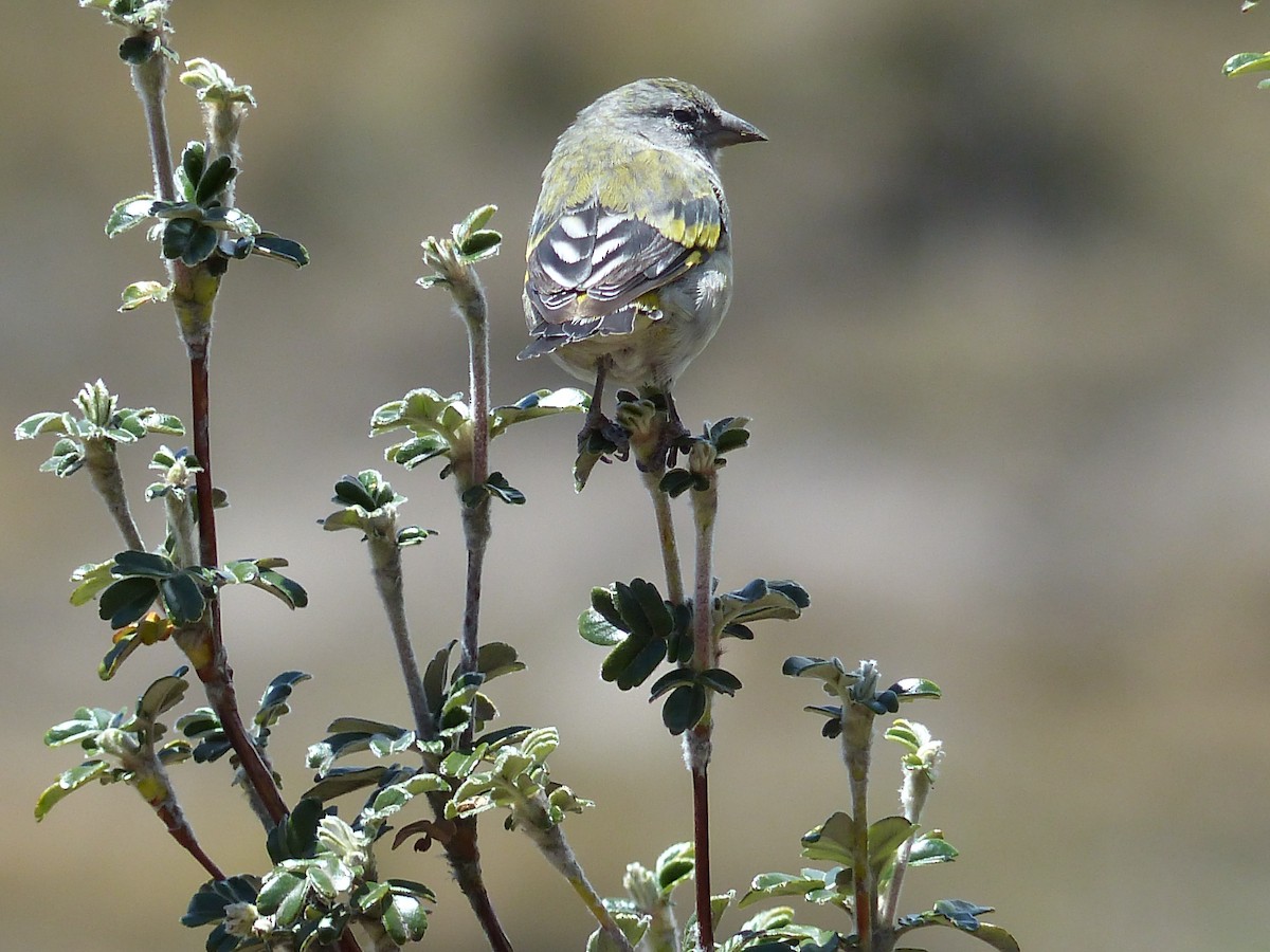 Hooded Siskin - ML645212859