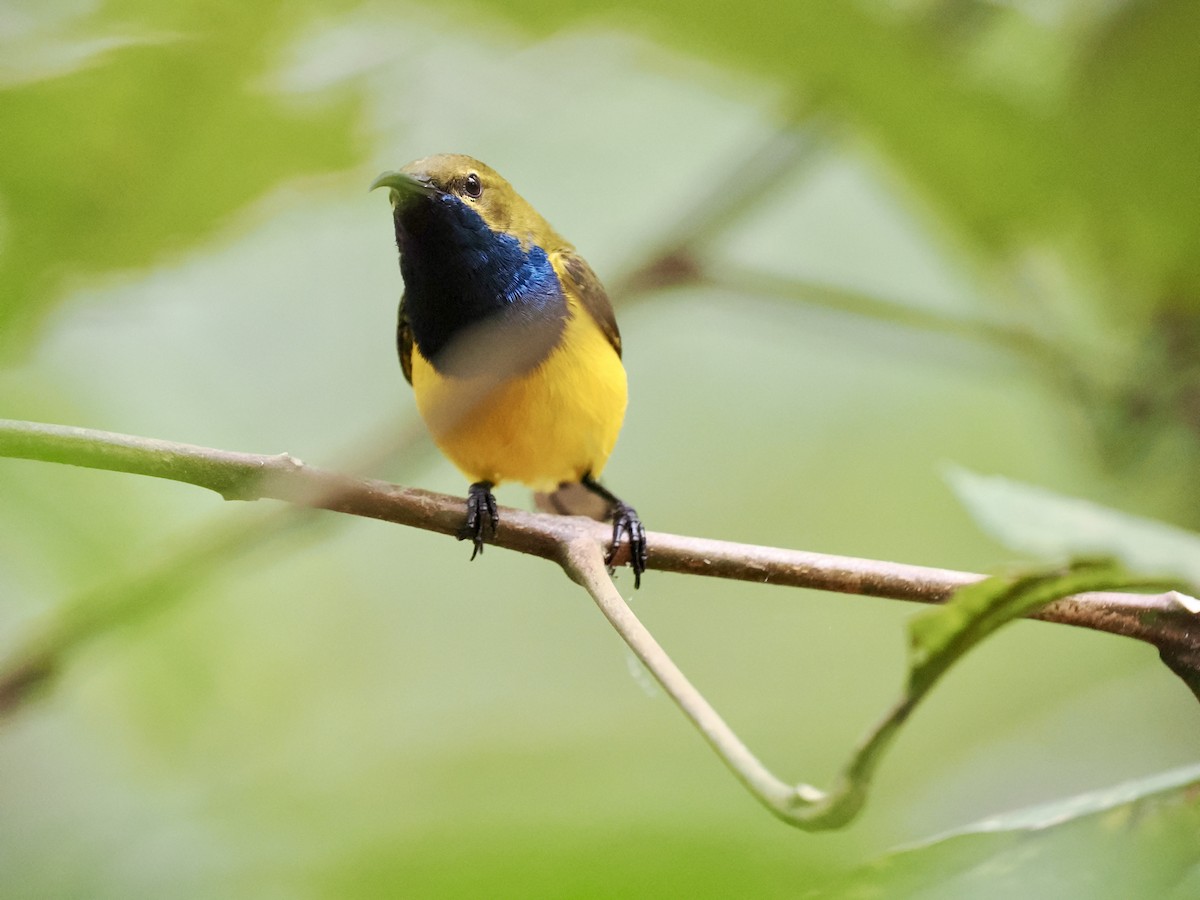 Sahul Sunbird - ML645212864