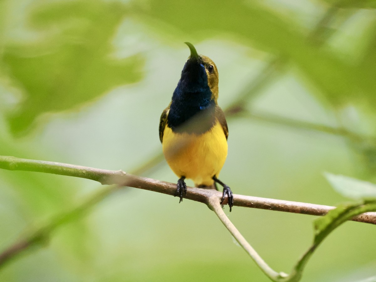 Sahul Sunbird - ML645212865