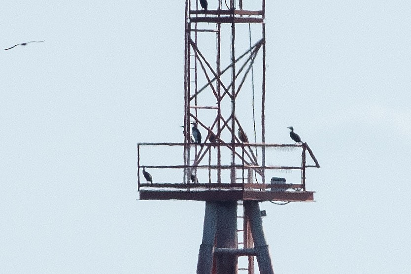 kormorán velký - ML645212866