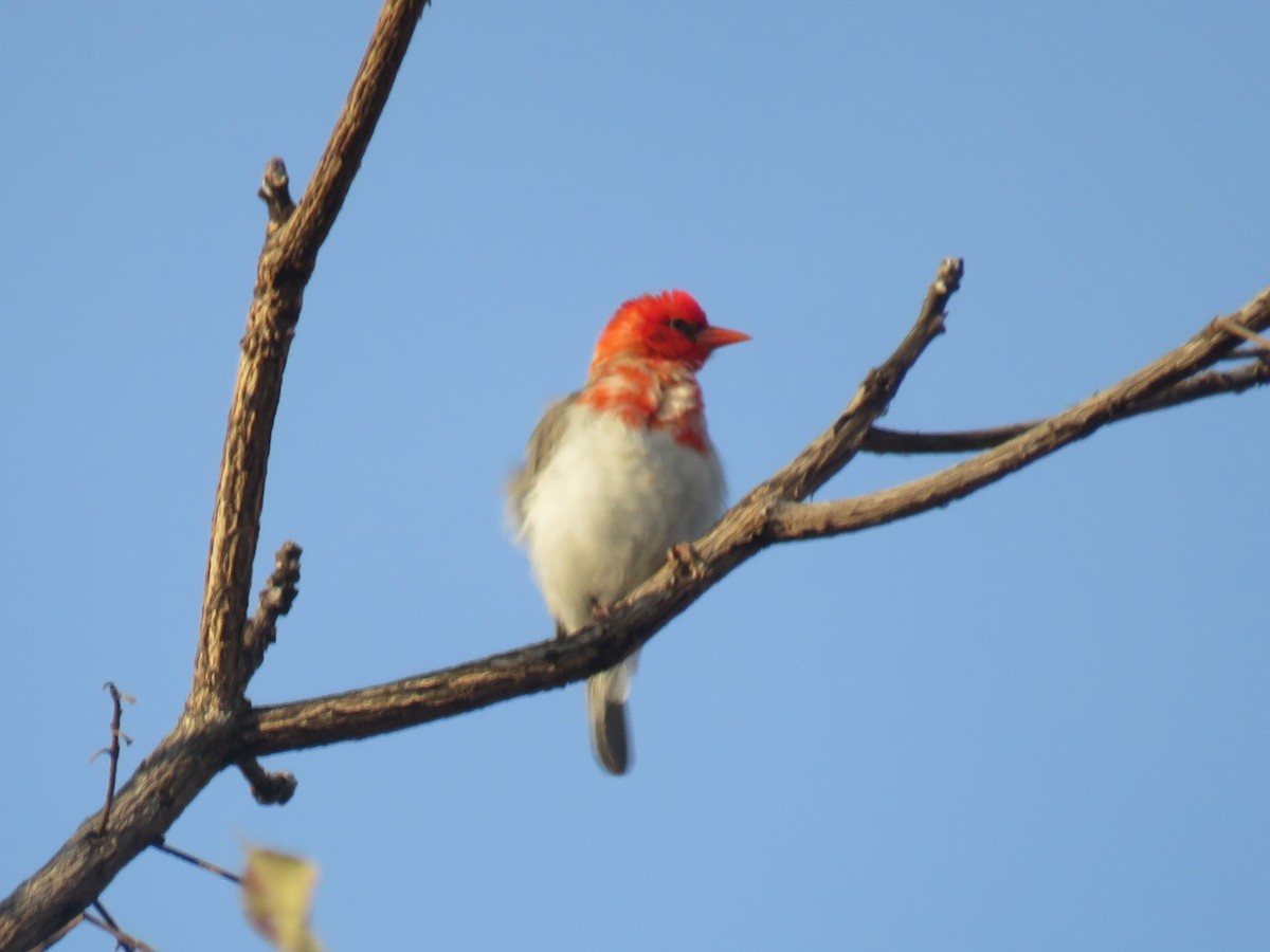 Anaplecte écarlate - ML645212868