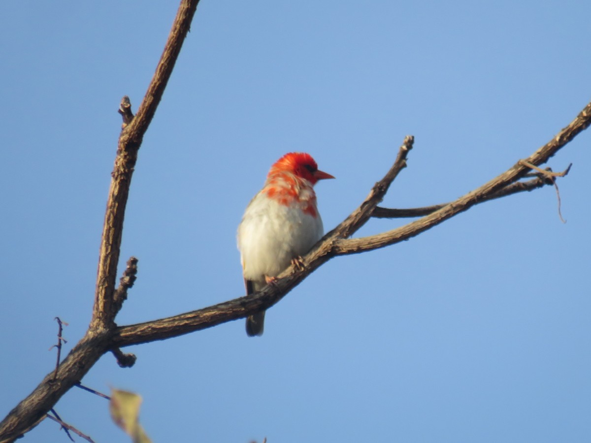 Anaplecte écarlate - ML645212869