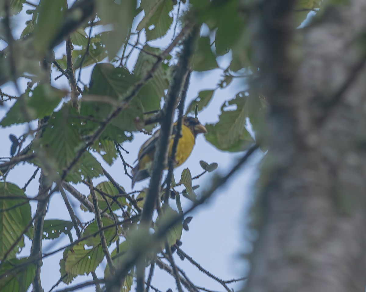 Hooded Grosbeak - ML645212871