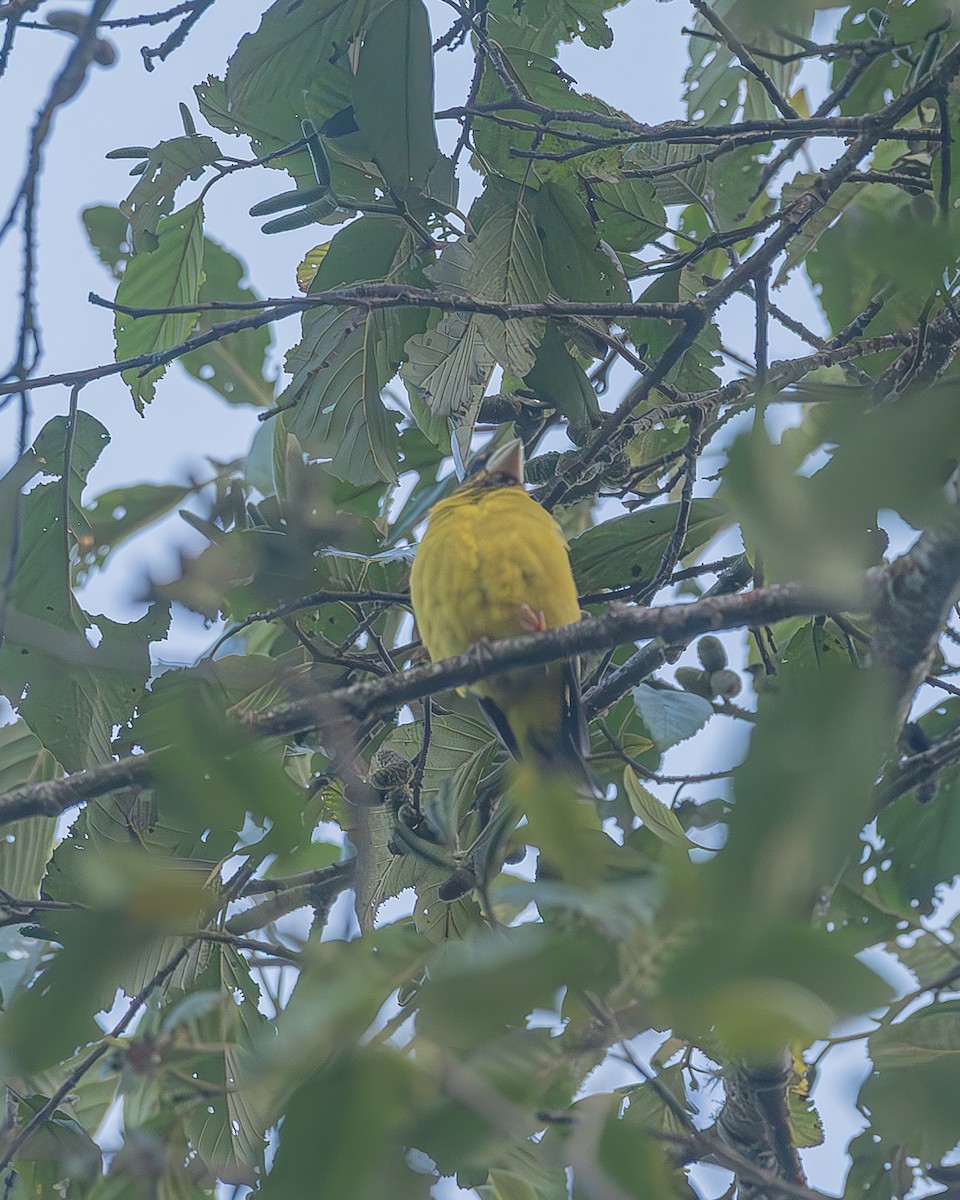 Hooded Grosbeak - ML645212872