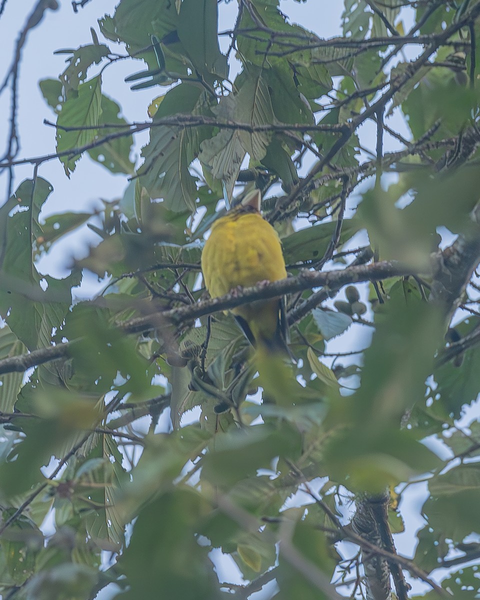 Hooded Grosbeak - ML645212875
