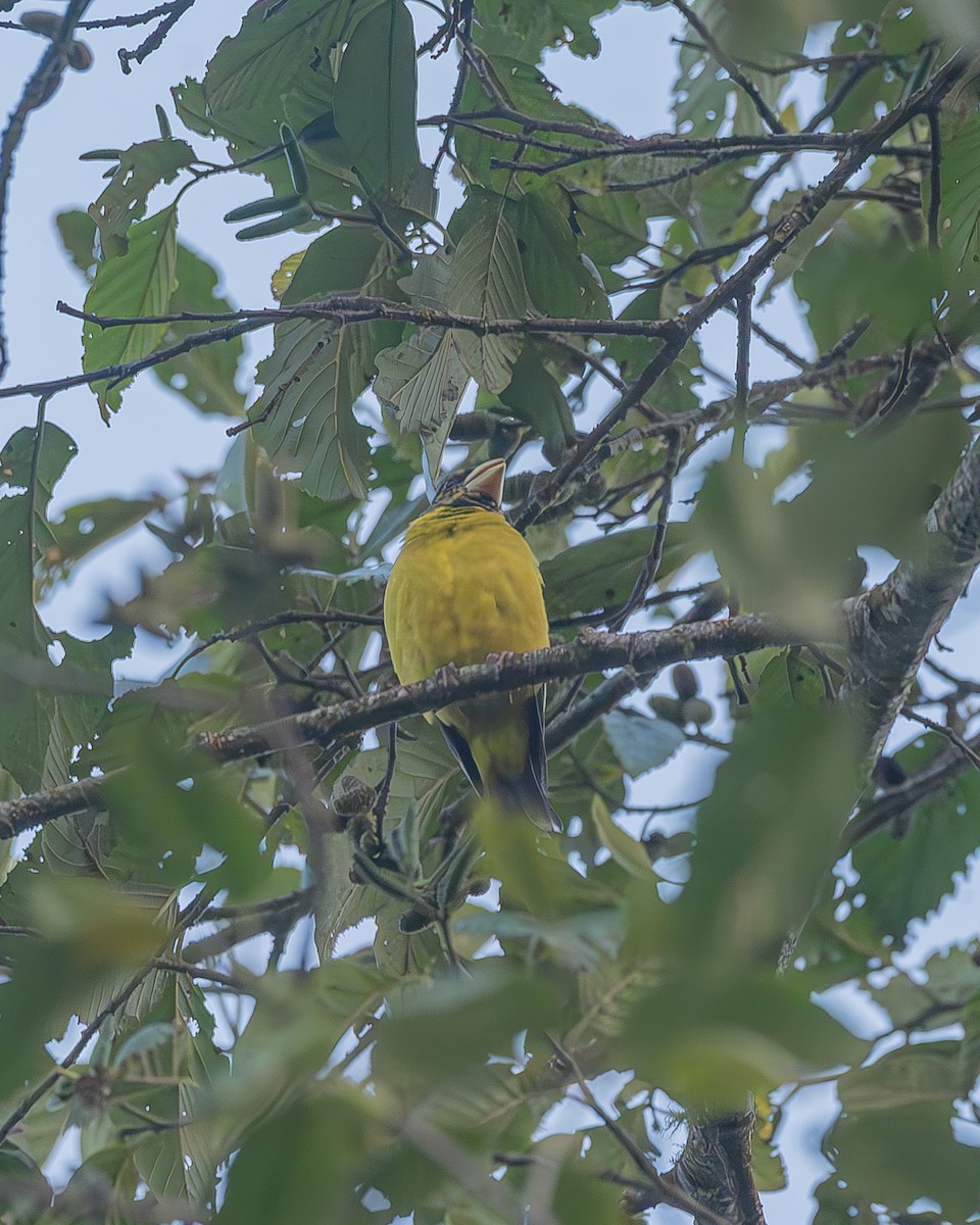Hooded Grosbeak - ML645212876