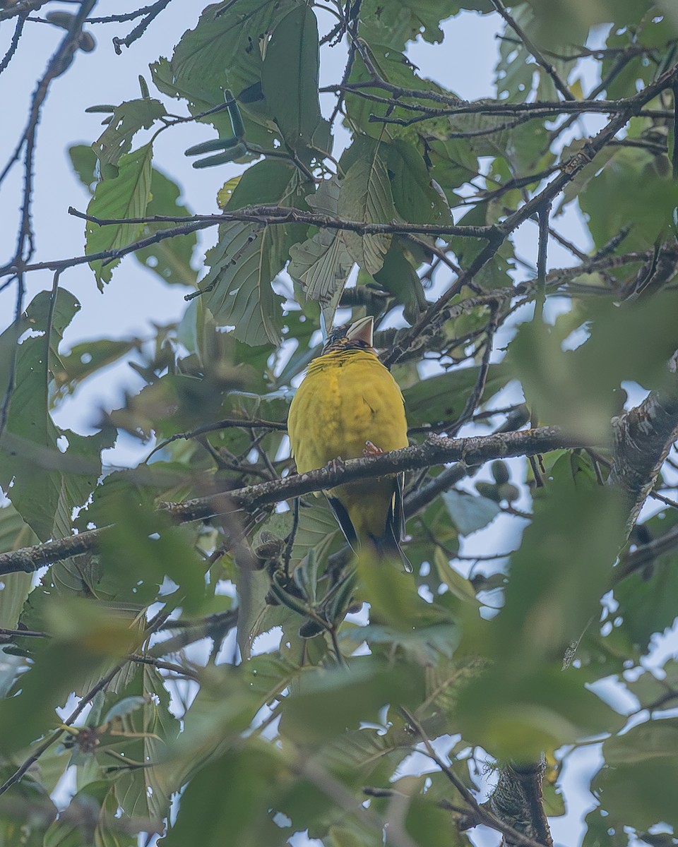 Hooded Grosbeak - ML645212877