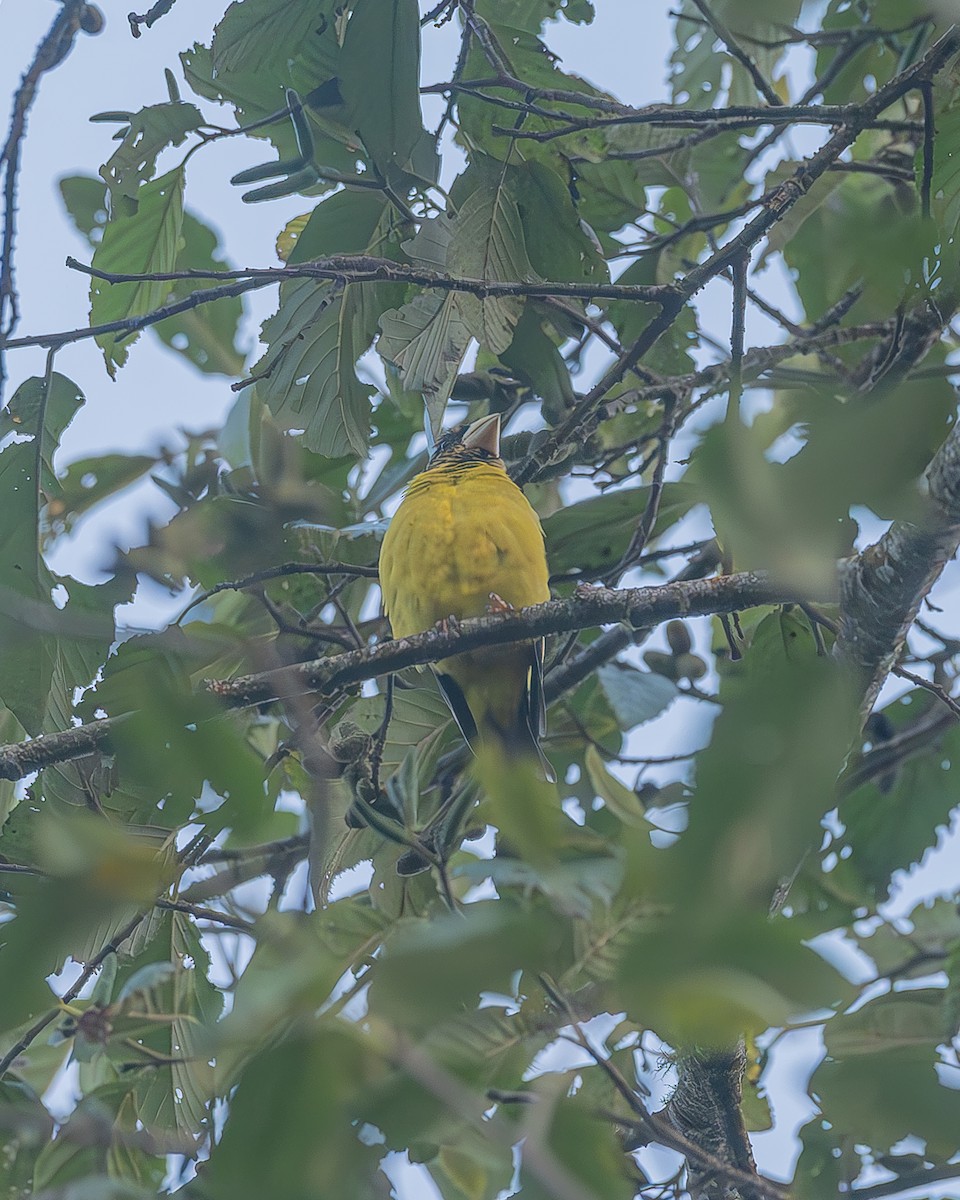 Hooded Grosbeak - ML645212878
