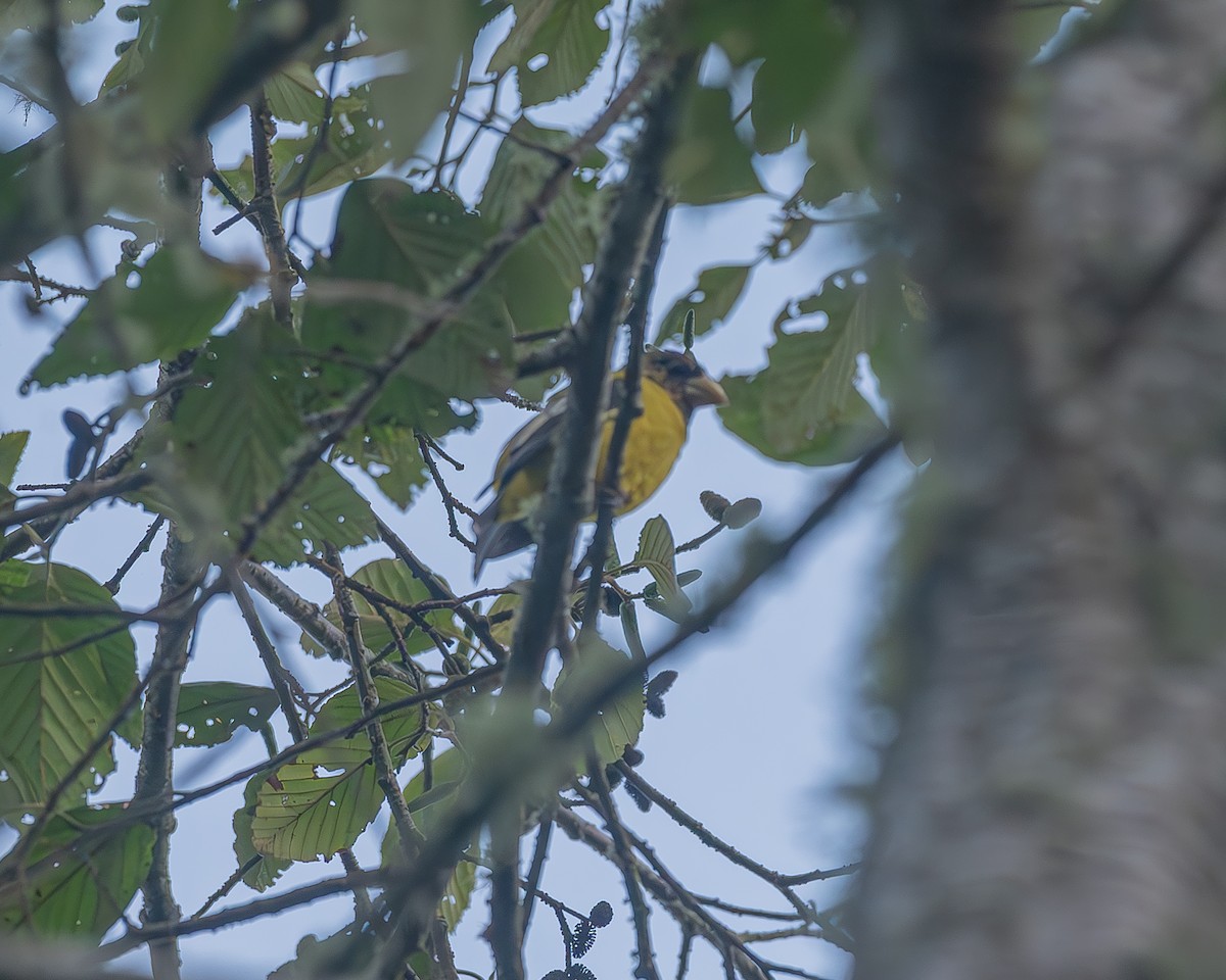 Hooded Grosbeak - ML645212881