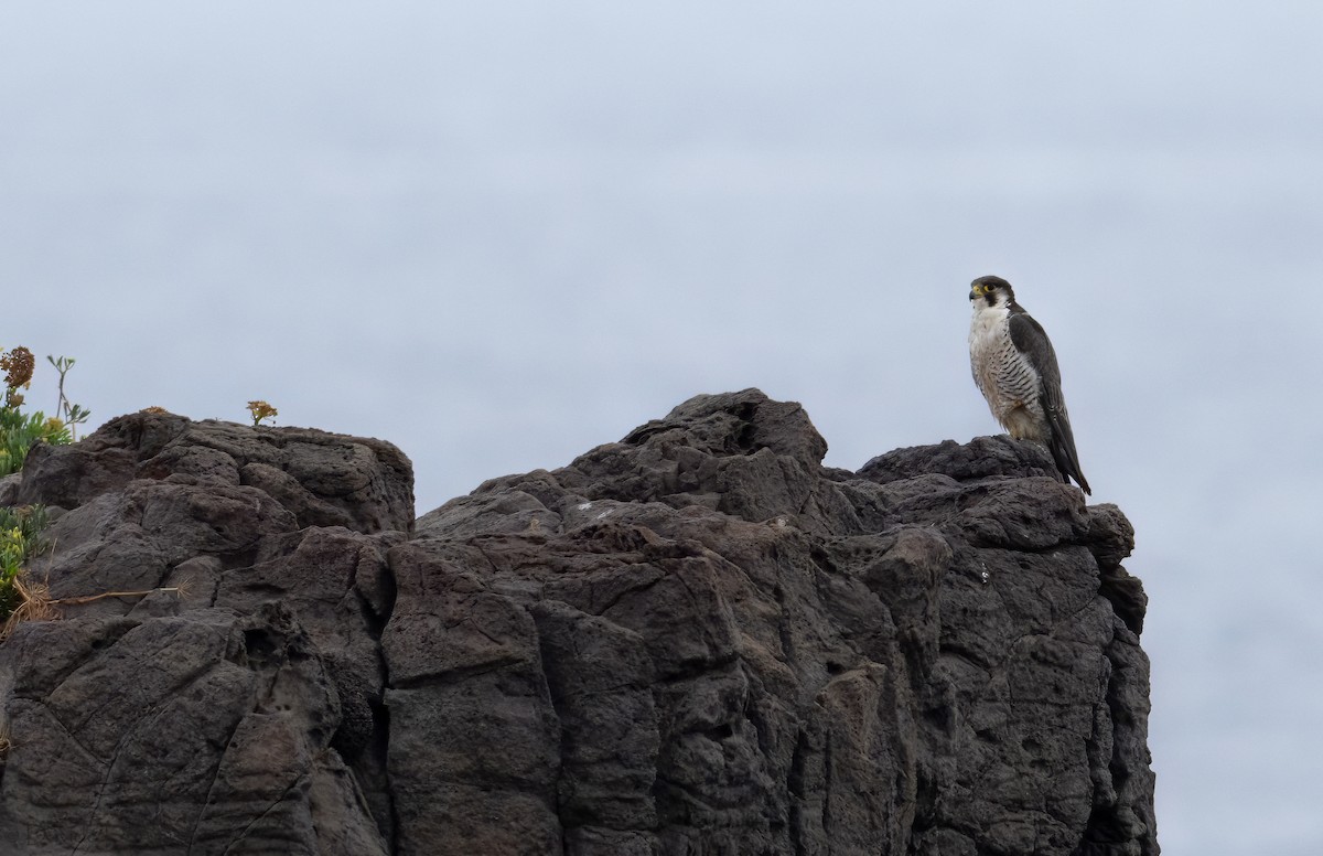 Peregrine Falcon (Tundra) - ML645212894