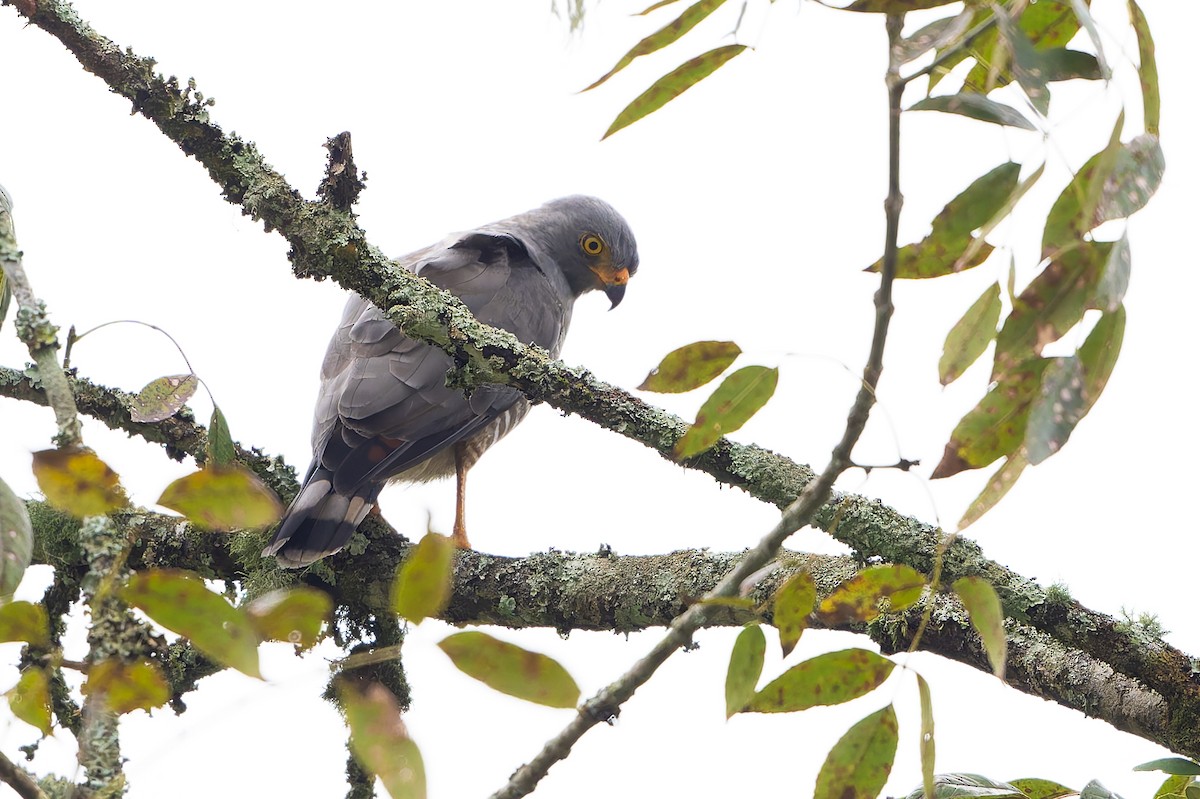 káně krahujová - ML645212901