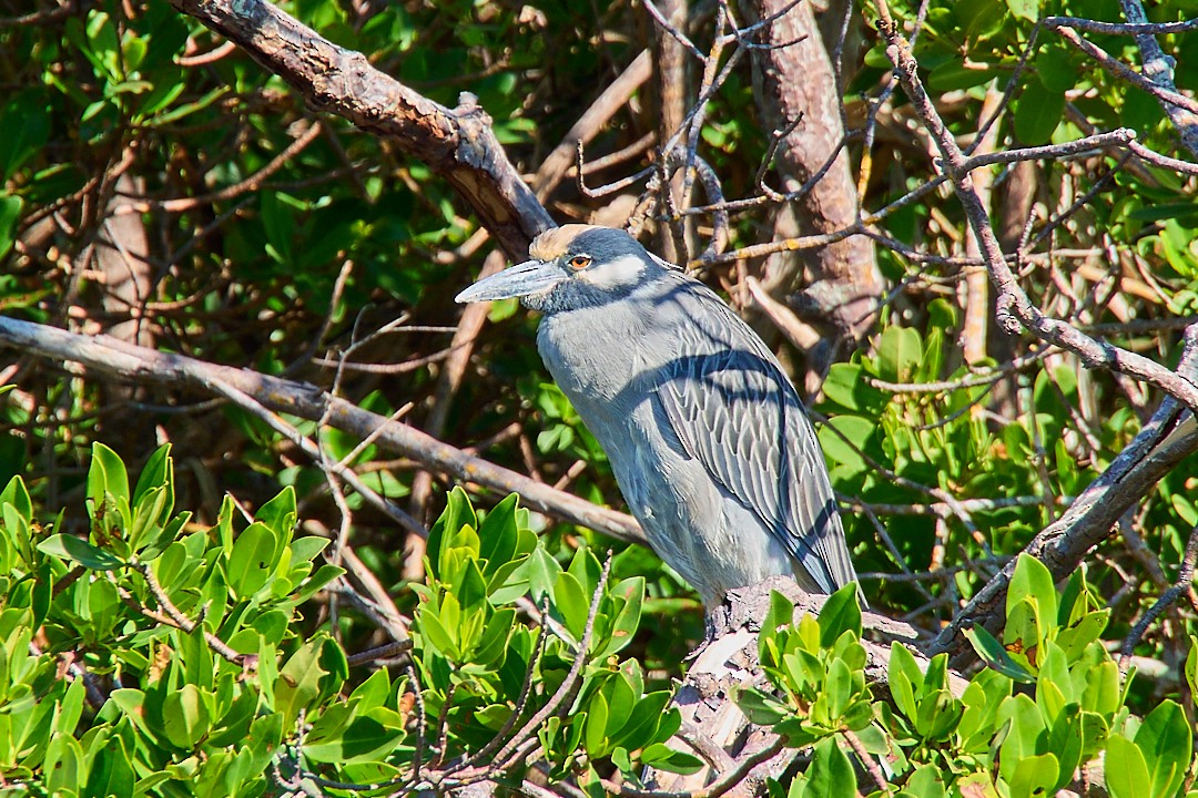 Квак чорногорлий - ML645212914