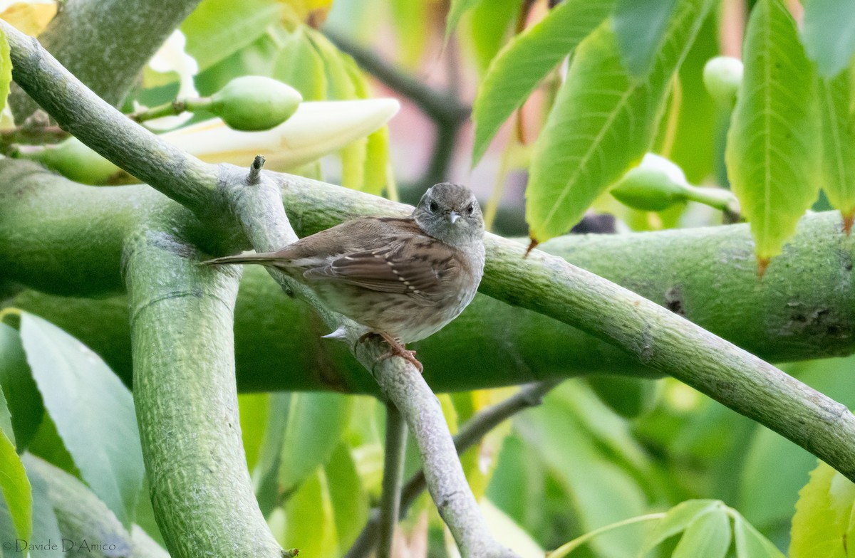 Accenteur mouchet - ML645212931