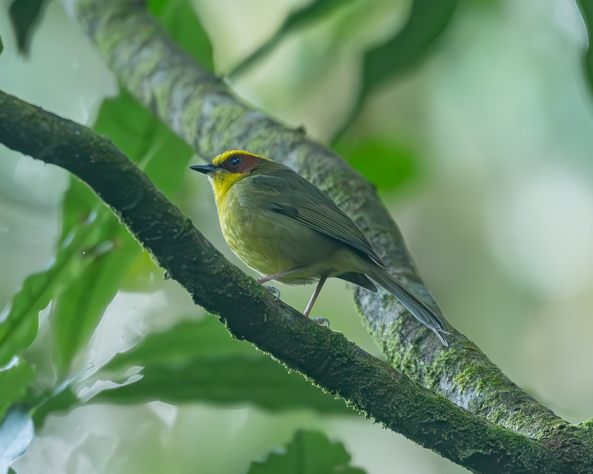 Коронник золотобровий - ML645212938
