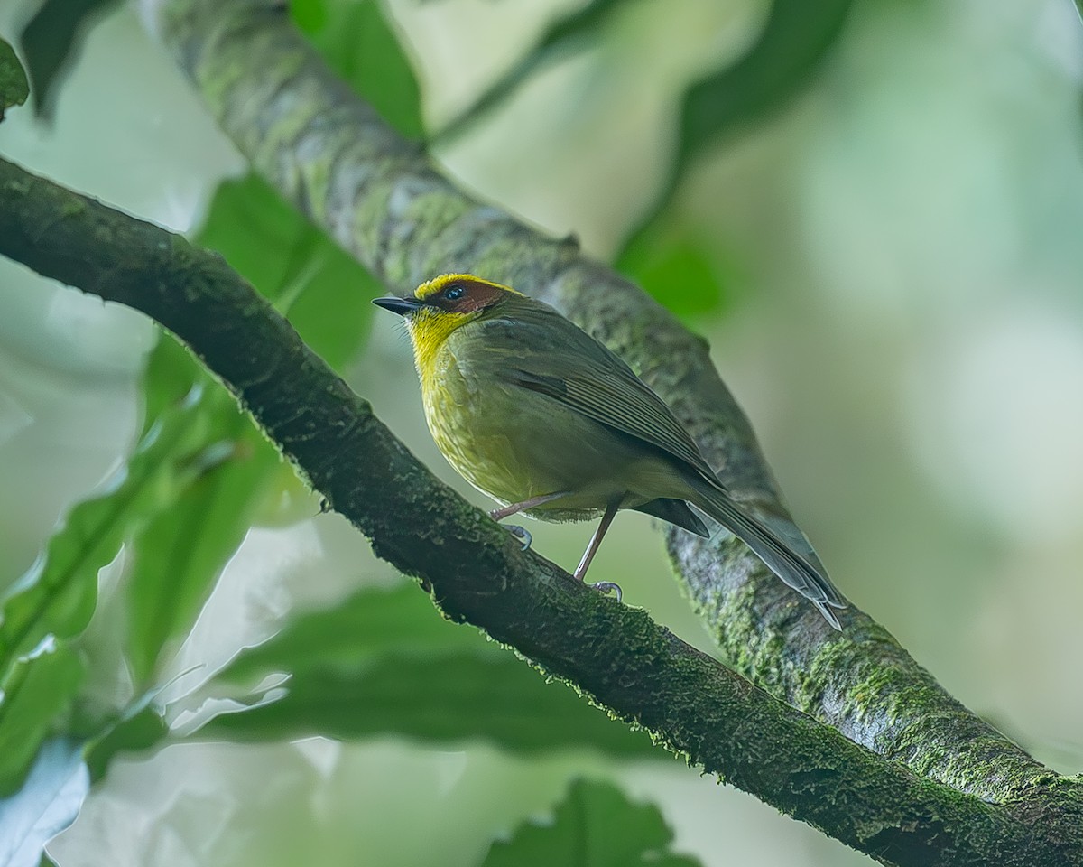 Коронник золотобровий - ML645212939