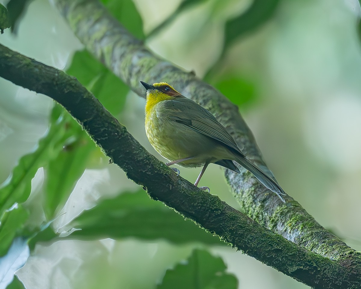 Коронник золотобровий - ML645212940