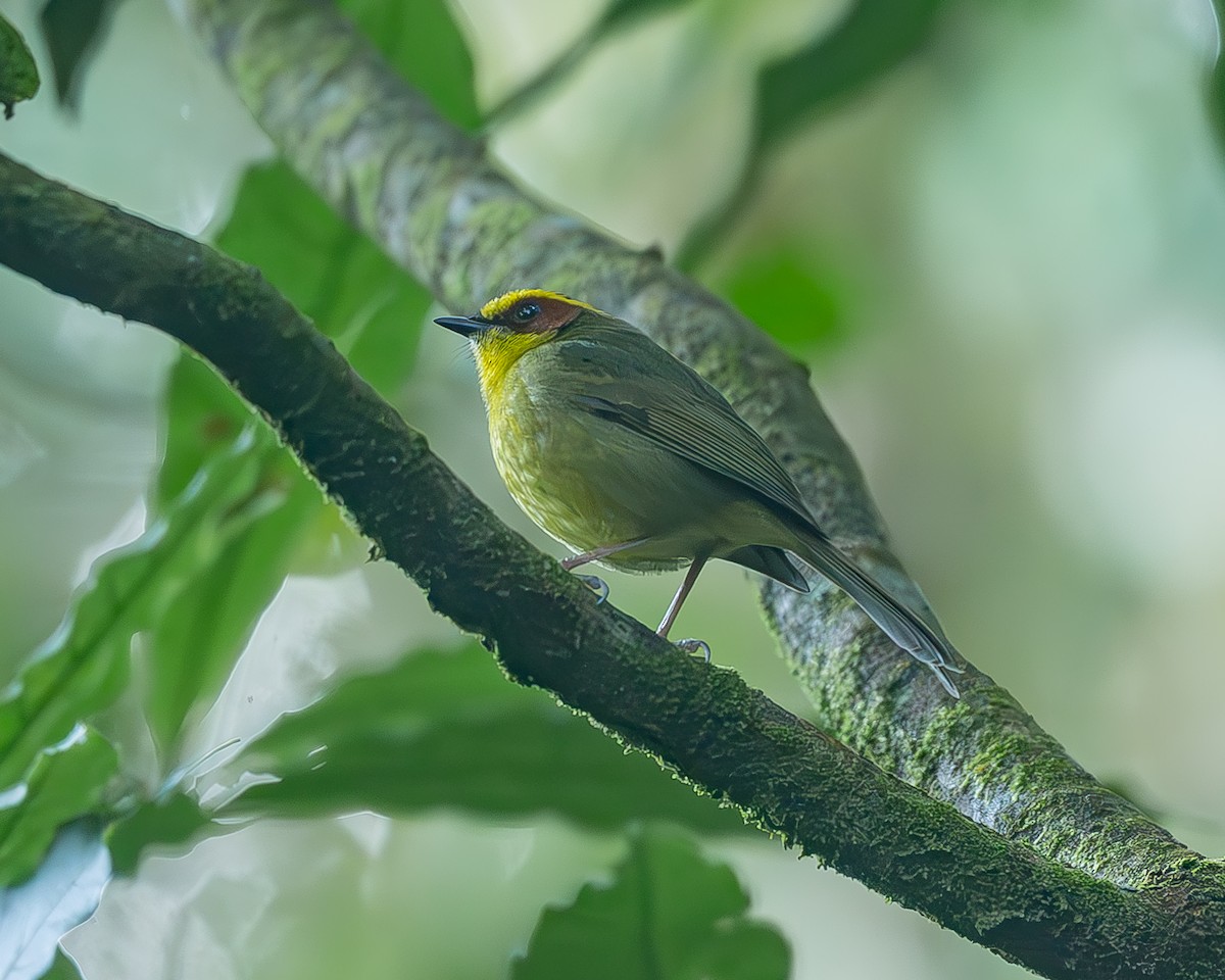 Коронник золотобровий - ML645212941